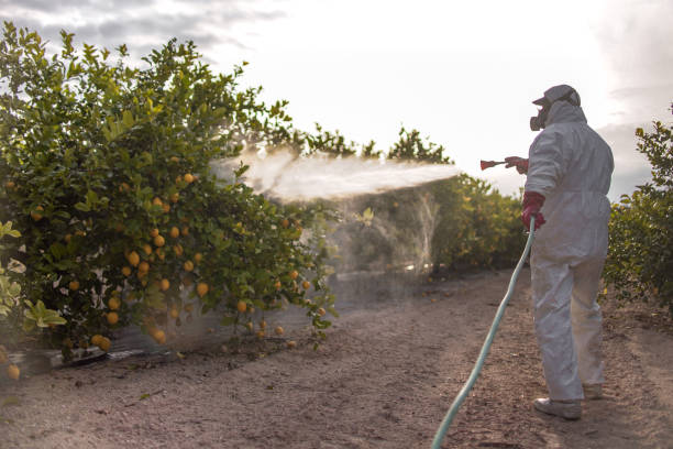 Professional Pest Control in Heber Overgaard, AZ