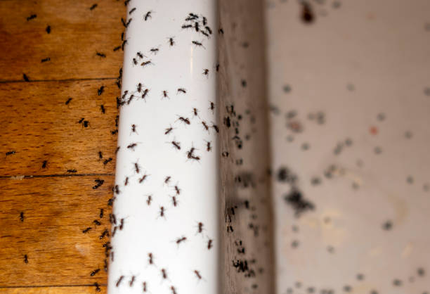Best Residential Pest Control  in Heber Overgaard, AZ